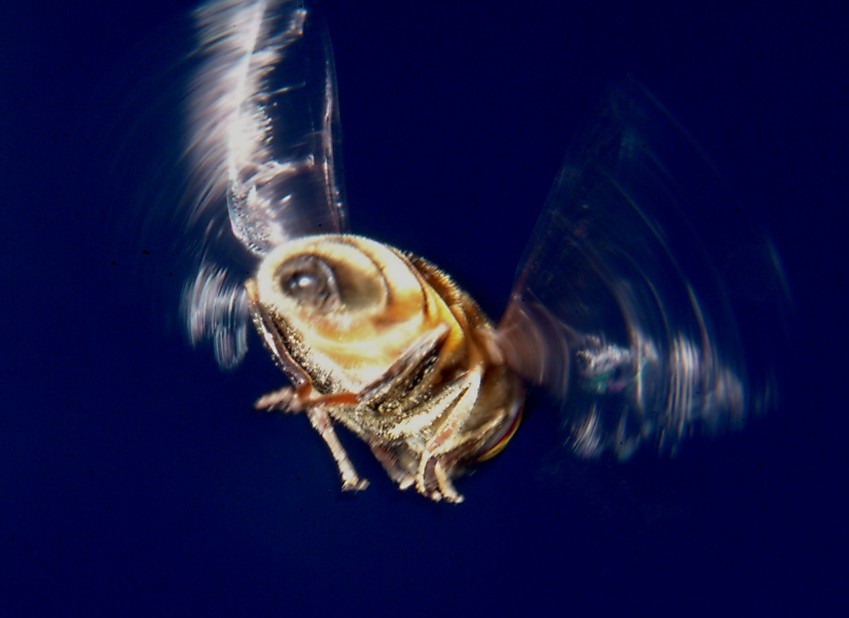 Insetti in volo libero e bombo rosso